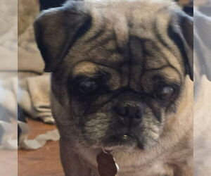 Pug-Unknown Mix Dogs for adoption in Salt Lake City, UT, USA