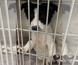 Border Collie-Unknown Mix Dogs for adoption in Grasswood, Saskatchewan, Canada