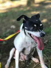 Rat Terrier-Unknown Mix Dogs for adoption in Knoxville, TN, USA