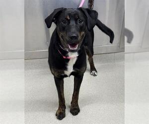 Labrador Retriever-Unknown Mix Dogs for adoption in Fairbanks, AK, USA