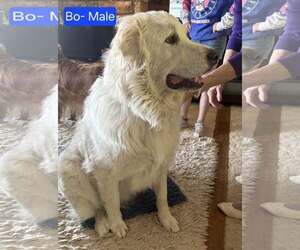 Great Pyrenees Dogs for adoption in Hamilton, MT, USA