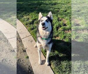 Siberian Husky-Unknown Mix Dogs for adoption in Elk Grove, CA, USA