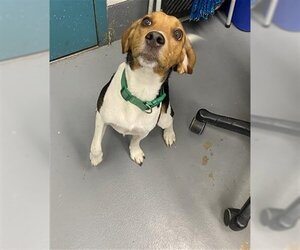 Beagle-Unknown Mix Dogs for adoption in Peoria, IL, USA