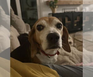 Beagle Dogs for adoption in Dunnellon, FL, USA