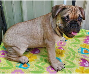 French Bulldog Dogs for adoption in Mountain View, MO, USA