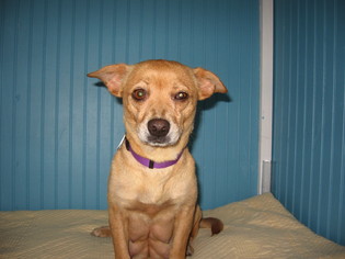Chihuahua-Unknown Mix Dogs for adoption in Concord, NC, USA
