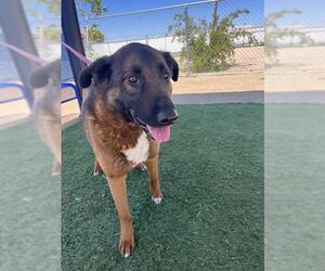 German Shepherd Dog-Unknown Mix Dogs for adoption in HESPERIA, CA, USA