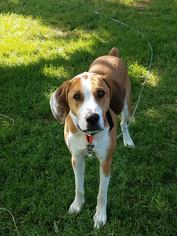 Medium Photo #1 Coonhound-Labrador Retriever Mix Puppy For Sale in Lewistown, PA, USA