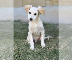 Spaniel-Unknown Mix Dogs for adoption in PIPE CREEK, TX, USA