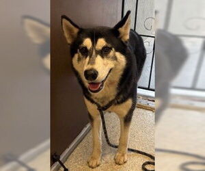 Siberian Husky Dogs for adoption in Lodi, CA, USA