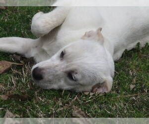 Medium Photo #1 Labrador Retriever-Unknown Mix Puppy For Sale in Carthage, AR, USA