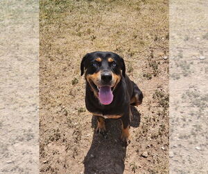 Rottweiler Dogs for adoption in Amarillo, TX, USA