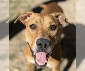 Bullypit Dogs for adoption in West Valley, UT, USA