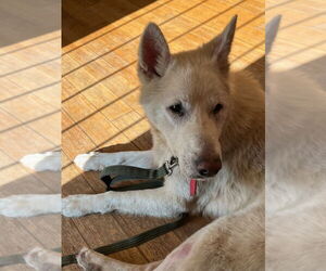 German Shepherd Dog Dogs for adoption in Modesto, CA, USA