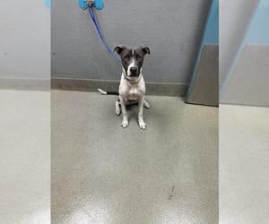 American Pit Bull Terrier-Unknown Mix Dogs for adoption in Las Vegas, NV, USA