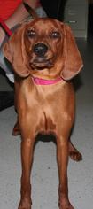 Redbone Coonhound Dogs for adoption in Bemidji, MN, USA