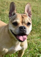 French Bulldog Dogs for adoption in Nashville, IN, USA