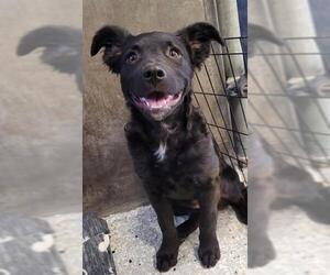 Mutt Dogs for adoption in Lodi, CA, USA