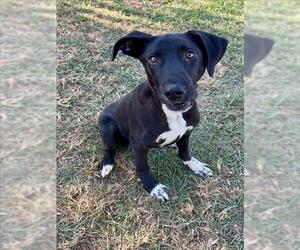 Labrador Retriever-Unknown Mix Dogs for adoption in Conroe, TX, USA