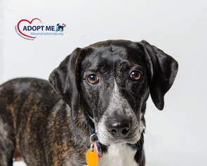 Basset Hound Dogs for adoption in Alexandria, VA, USA