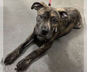 Mutt Dogs for adoption in Forestville, MD, USA