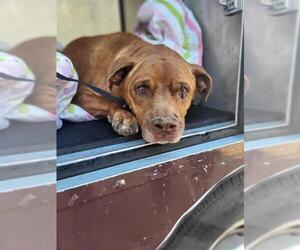 American Staffordshire Terrier-Unknown Mix Dogs for adoption in San Antonio, TX, USA