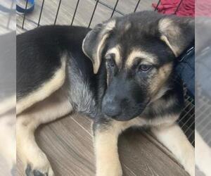 Shepradors Dogs for adoption in Doylestown, PA, USA