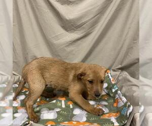 German Shepherd Dog-Unknown Mix Dogs for adoption in Modesto, CA, USA