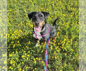 Mutt Dogs for adoption in Fargo, ND, USA