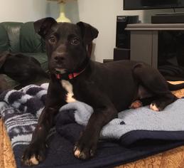 Collie-Labrador Retriever Mix Dogs for adoption in South Park, PA, USA