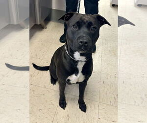 Labrador Retriever-Unknown Mix Dogs for adoption in Princeton, MN, USA