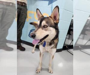 German Shepherd Dog-Huskies  Mix Dogs for adoption in Temple, TX, USA