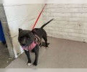 American Pit Bull Terrier Dogs for adoption in San Bernardino, CA, USA