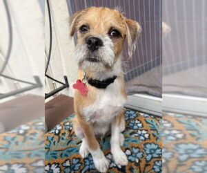 Mutt Dogs for adoption in San Diego, CA, USA