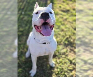 Argentinian Mastiff Dogs for adoption in Riverside, CA, USA