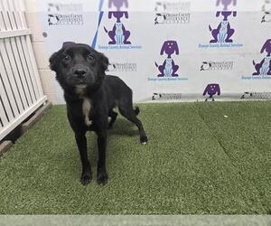German Shepherd Dog-Unknown Mix Dogs for adoption in Orlando, FL, USA