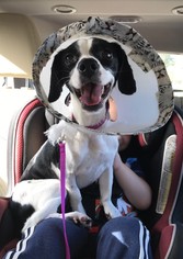 Dachshund Dogs for adoption in DeLand, FL, USA