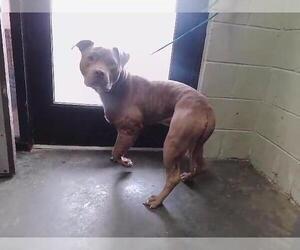 Mutt Dogs for adoption in Tulsa, OK, USA