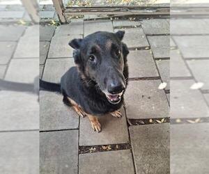 German Shepherd Dog Dogs for adoption in San Antonio, TX, USA