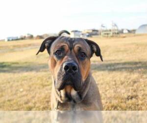 Mastiff Dogs for adoption in Grasswood, Saskatchewan, Canada