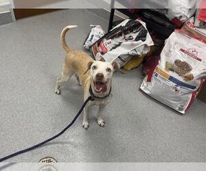 Chihuahua-Labrador Retriever Mix Dogs for adoption in Ocala, FL, USA