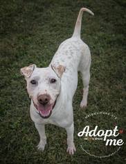 Chinese Shar-Pei-Unknown Mix Dogs for adoption in Belton, MO, USA