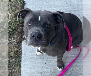 American Staffordshire Terrier Dogs for adoption in St Helens, OR, USA