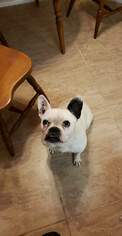 Free-Lance Bulldog Dogs for adoption in Von Ormy, TX, USA