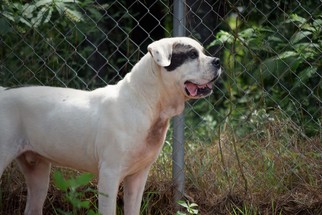 Mastiff Dogs for adoption in Social Circle, GA, USA