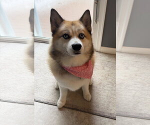 Pomsky Dogs for adoption in Spring Lake, NJ, USA