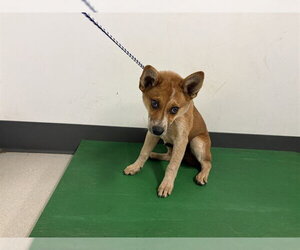 Texas Heeler-Unknown Mix Dogs for adoption in Corona, CA, USA
