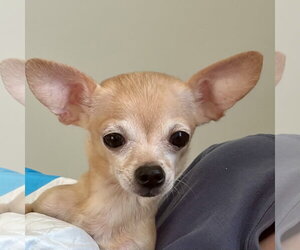 Chihuahua Dogs for adoption in Alexandria, KY, USA