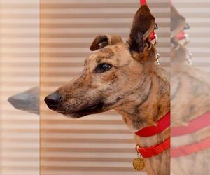 Greyhound Dogs for adoption in Minneapolis, MN, USA