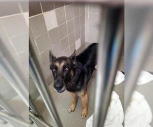 German Shepherd Dog-Unknown Mix Dogs for adoption in Las Vegas, NV, USA